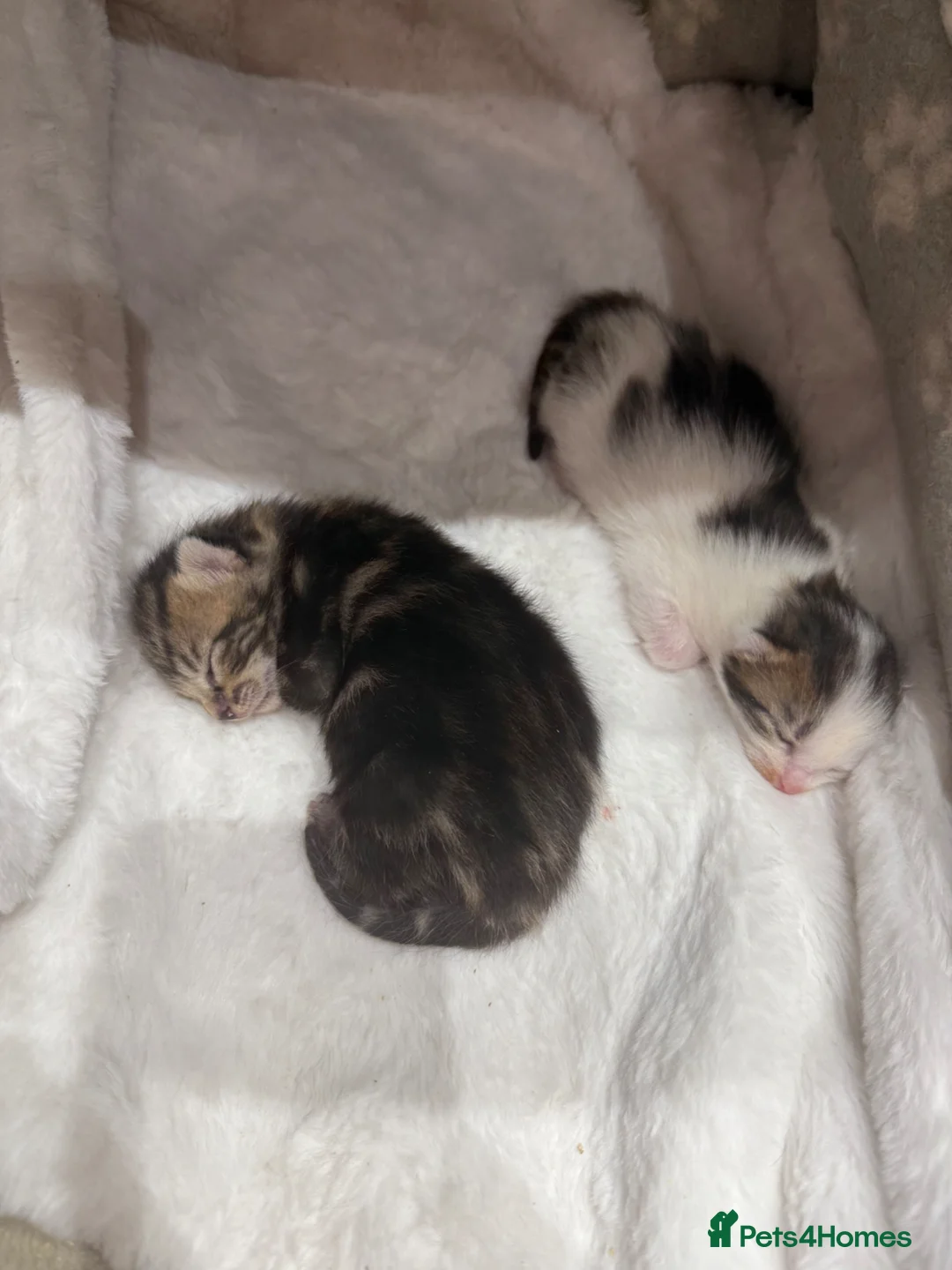 Mixed Breed cats for sale: 2 adorable kittens available  in Gateshead - Advert 11