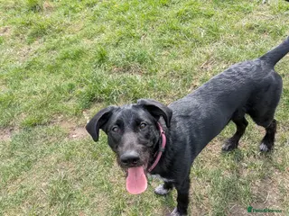 Borador dogs 8 month old Borador - Advert 2