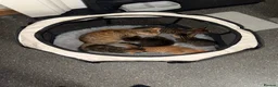 Bengal cats for sale: Kittens for sale ! - Advert 8