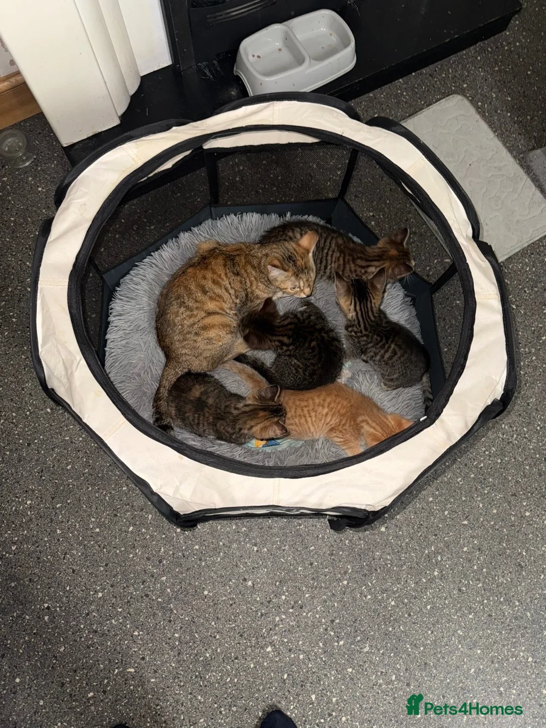 Bengal cats for sale: Kittens for sale ! - Advert 8