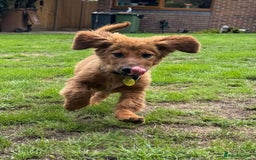 Mixed Breed dogs for adoption: MAGGIE -Friendly girl/4 months/loves dogs & kids - Image 5