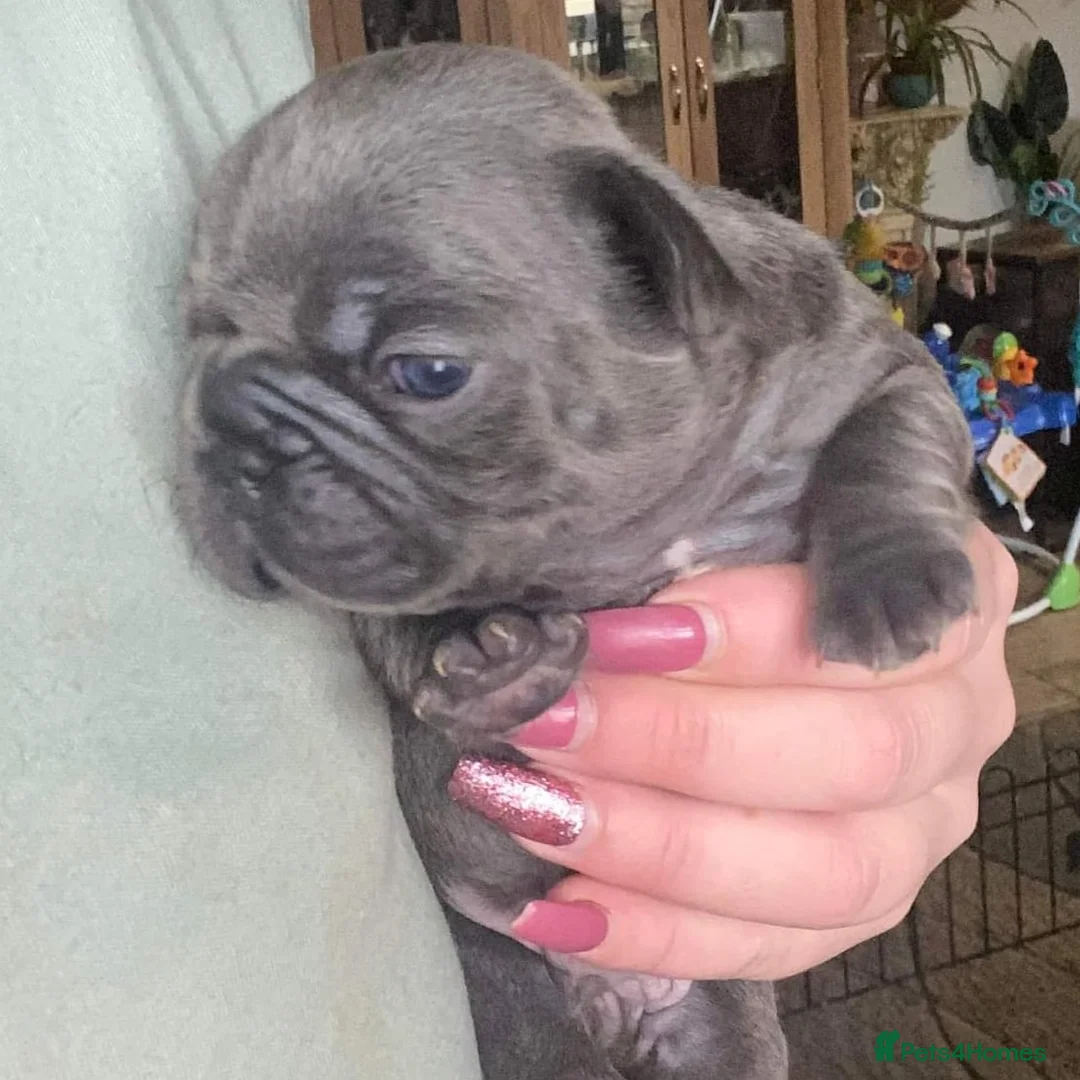 French Bulldog dogs for stud: Tiny 8kg Isabella and tan quad  - Advert 17