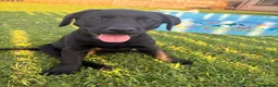 Labrador Retriever dogs for sale: 9 Black Labrador Retrievers   - Advert 3