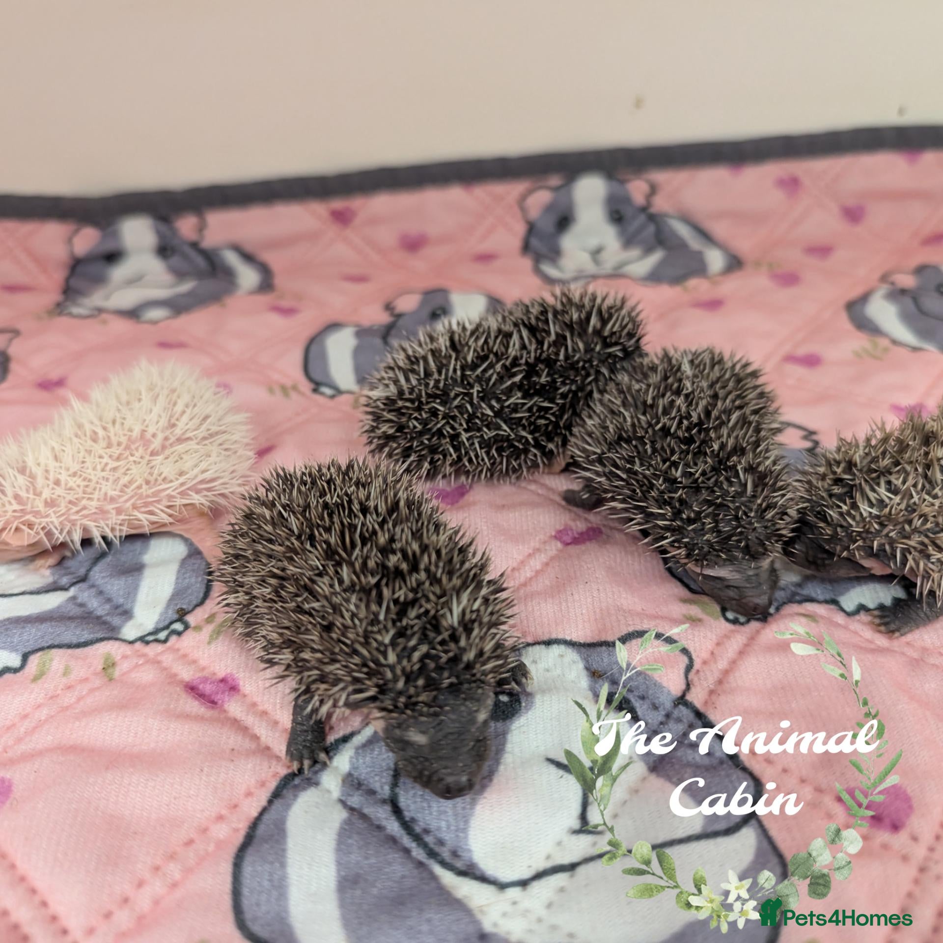 Pygmy Hedgehog rodents for sale: Baby African Pygmy Hedgehogs - multiple litters! - Advert 1