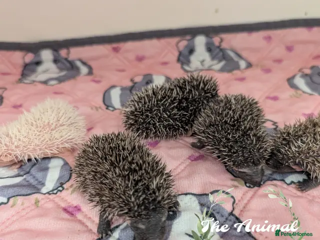 Pygmy Hedgehog rodents for sale: Baby African Pygmy Hedgehogs - multiple litters! - Advert 1