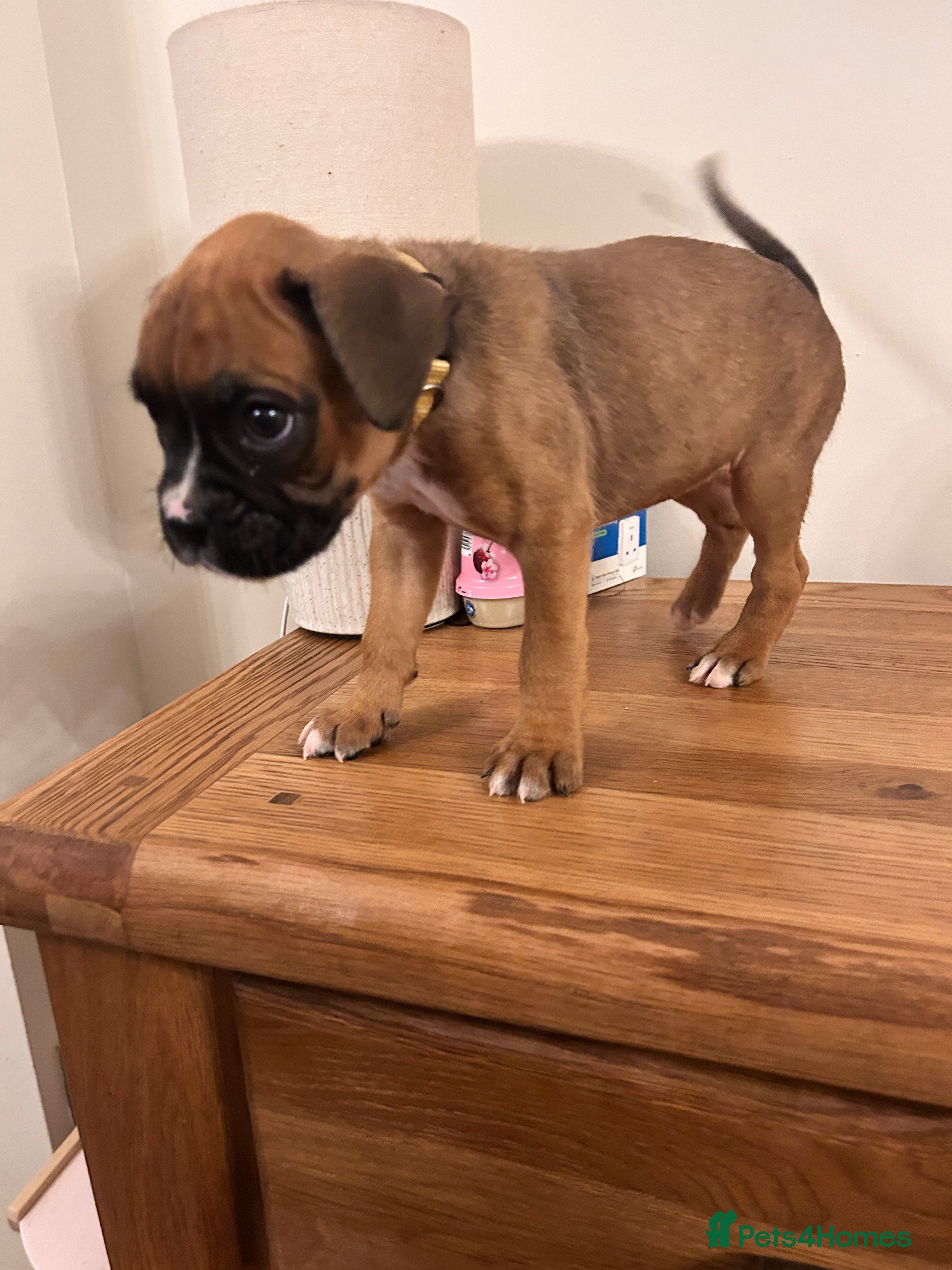 Boxer dogs Stunning boxer puppies-ready 16th June - Advert 2