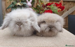 Mini Lion Lop rabbits for sale: Baby lionlop brothers - Image 3