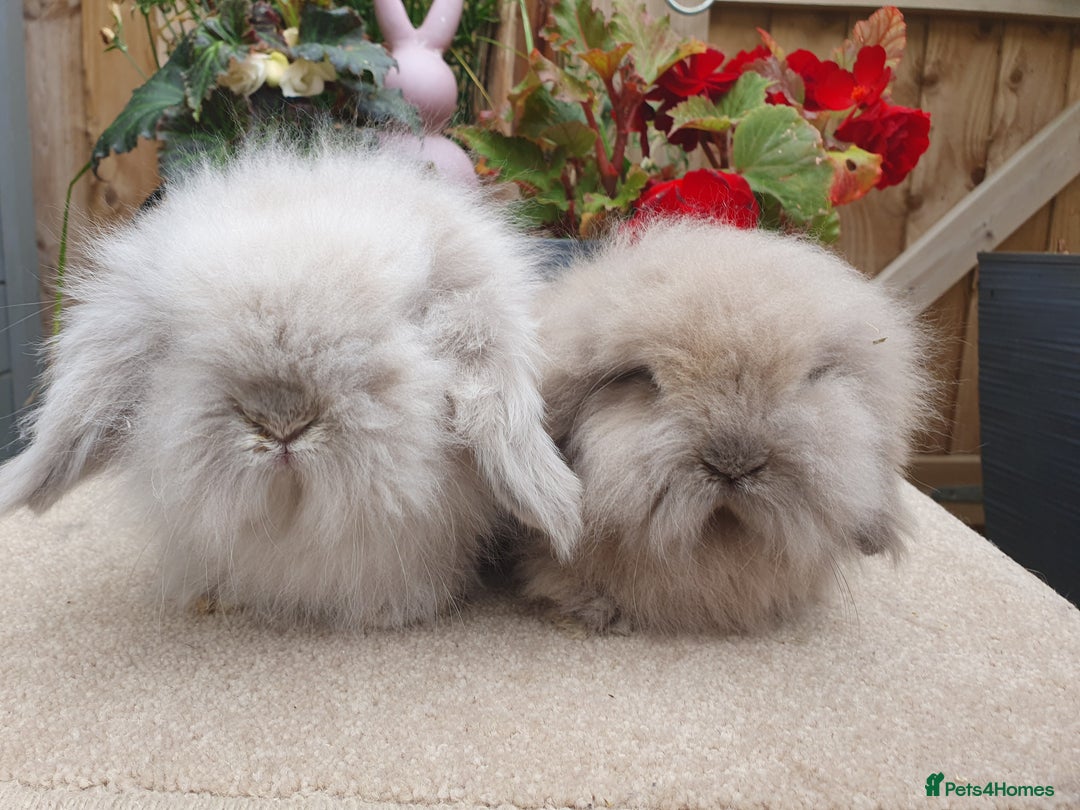 Mini Lion Lop rabbits for sale: Baby lionlop brothers - Image 3