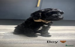 Cockapoo dogs for sale: F1 cockapoos LAST BOY🤎🤎 - Image 2