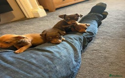 Jack Russell dogs for sale: Beautiful miniature jack russell puppies  - Image 10