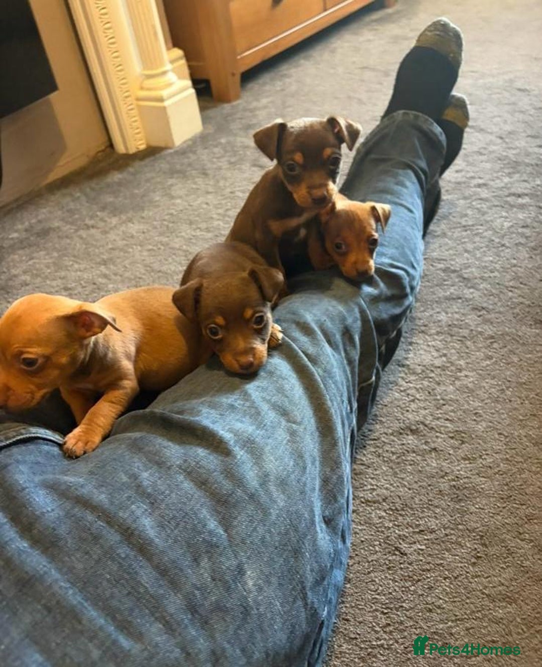 Jack Russell dogs for sale: Beautiful miniature jack russell puppies  - Image 10