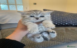 British Shorthair cats for sale: Beautiful GCCF reg BSH female kitten  - Advert 11