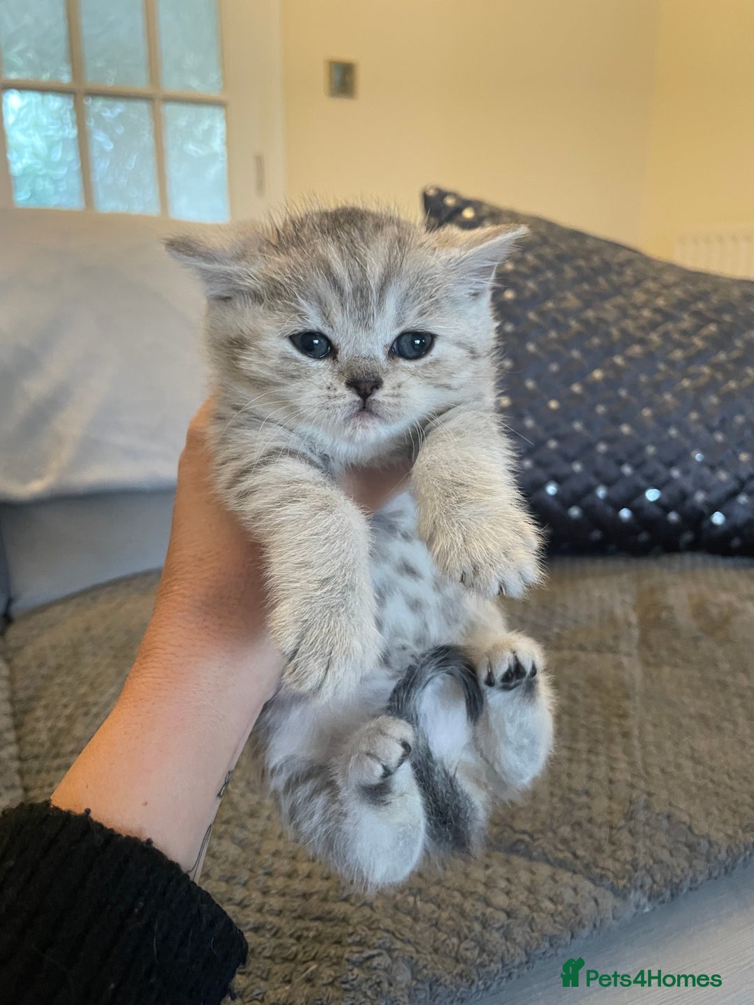 British Shorthair cats for sale: Beautiful GCCF reg BSH female kitten  - Advert 11