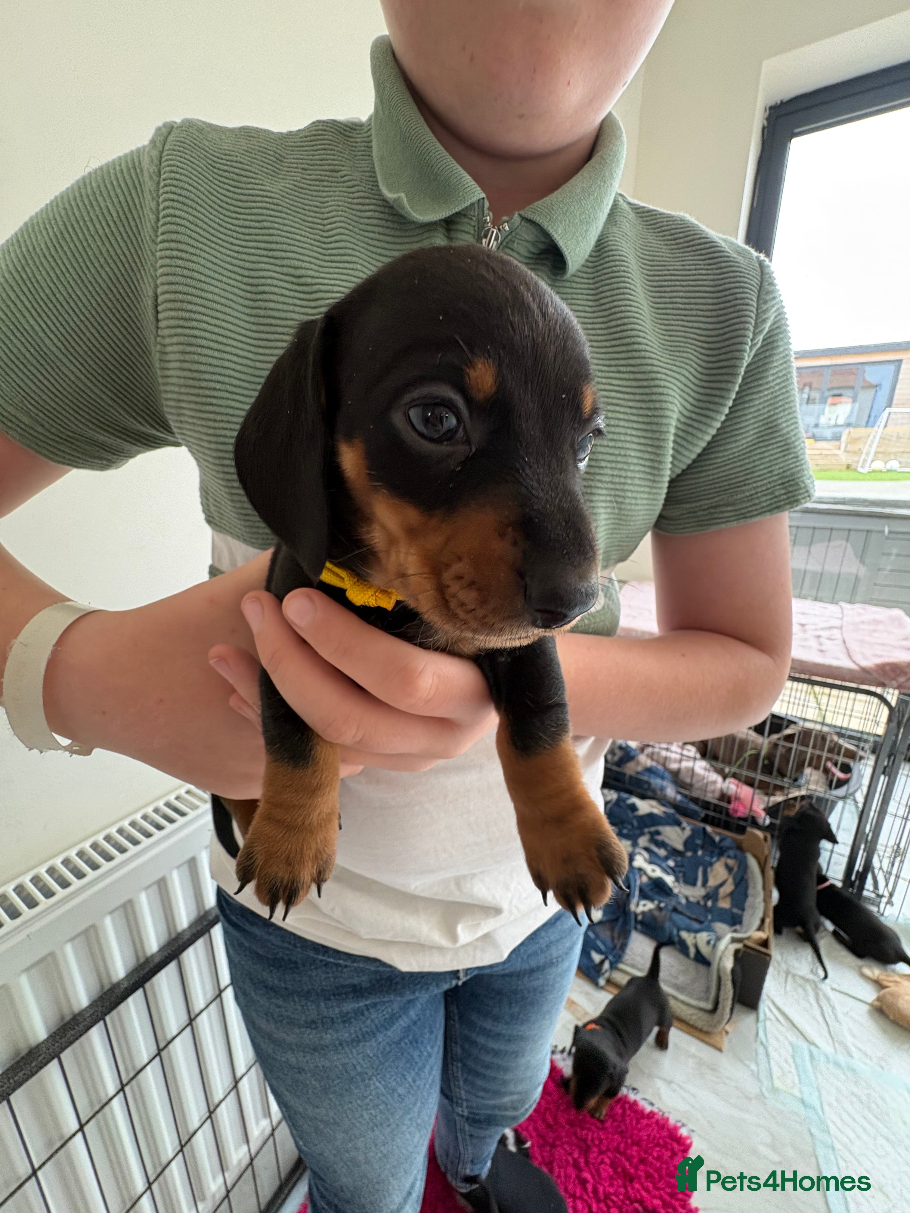 Miniature Dachshund dogs 4 beautiful boys for sale - Advert 10