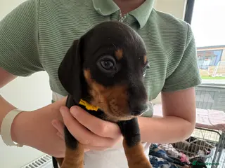 Miniature Dachshund dogs 4 beautiful boys for sale - Advert 10