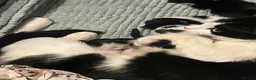 Mixed Breed cats for sale: Beautiful litter - Advert 5