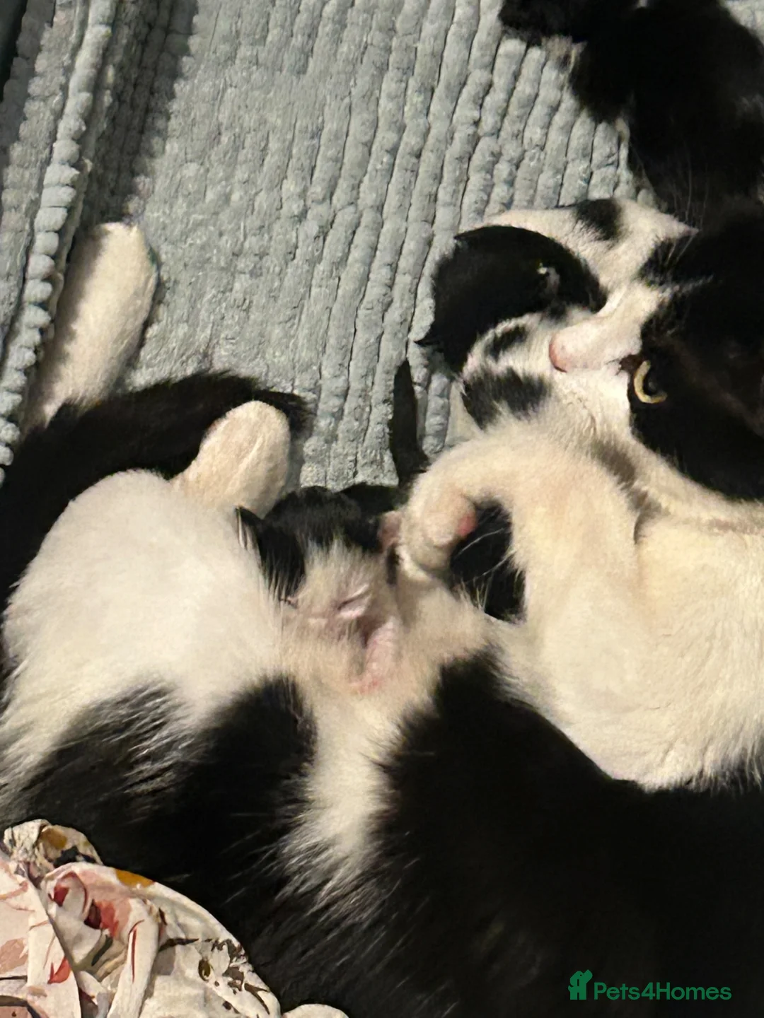 Mixed Breed cats for sale: Beautiful litter - Advert 5