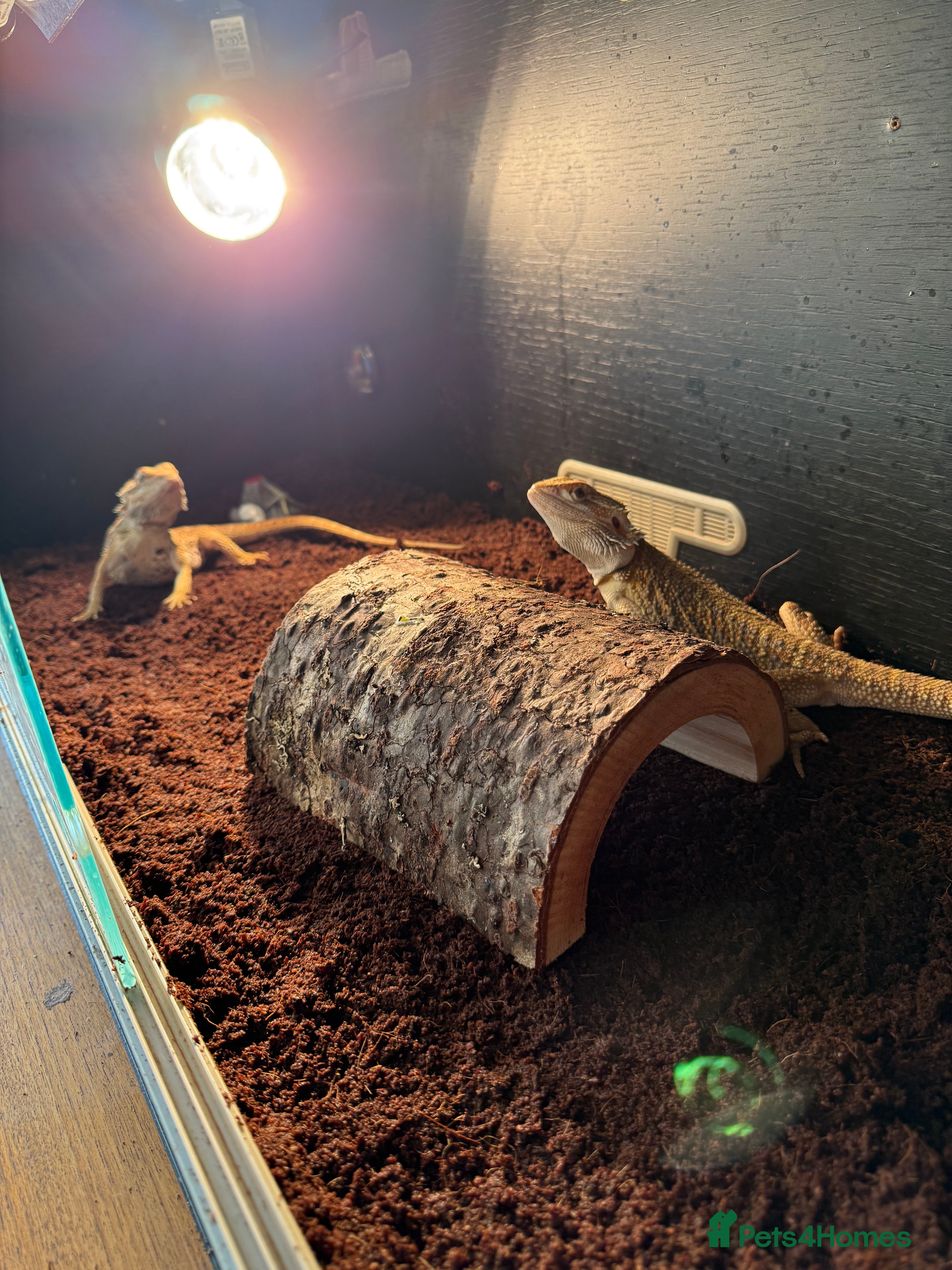 Bearded Dragon reptiles Bead dragon for sell  - Advert 1