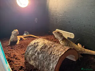 Bearded Dragon reptiles Bead dragon for sell - Advert 4