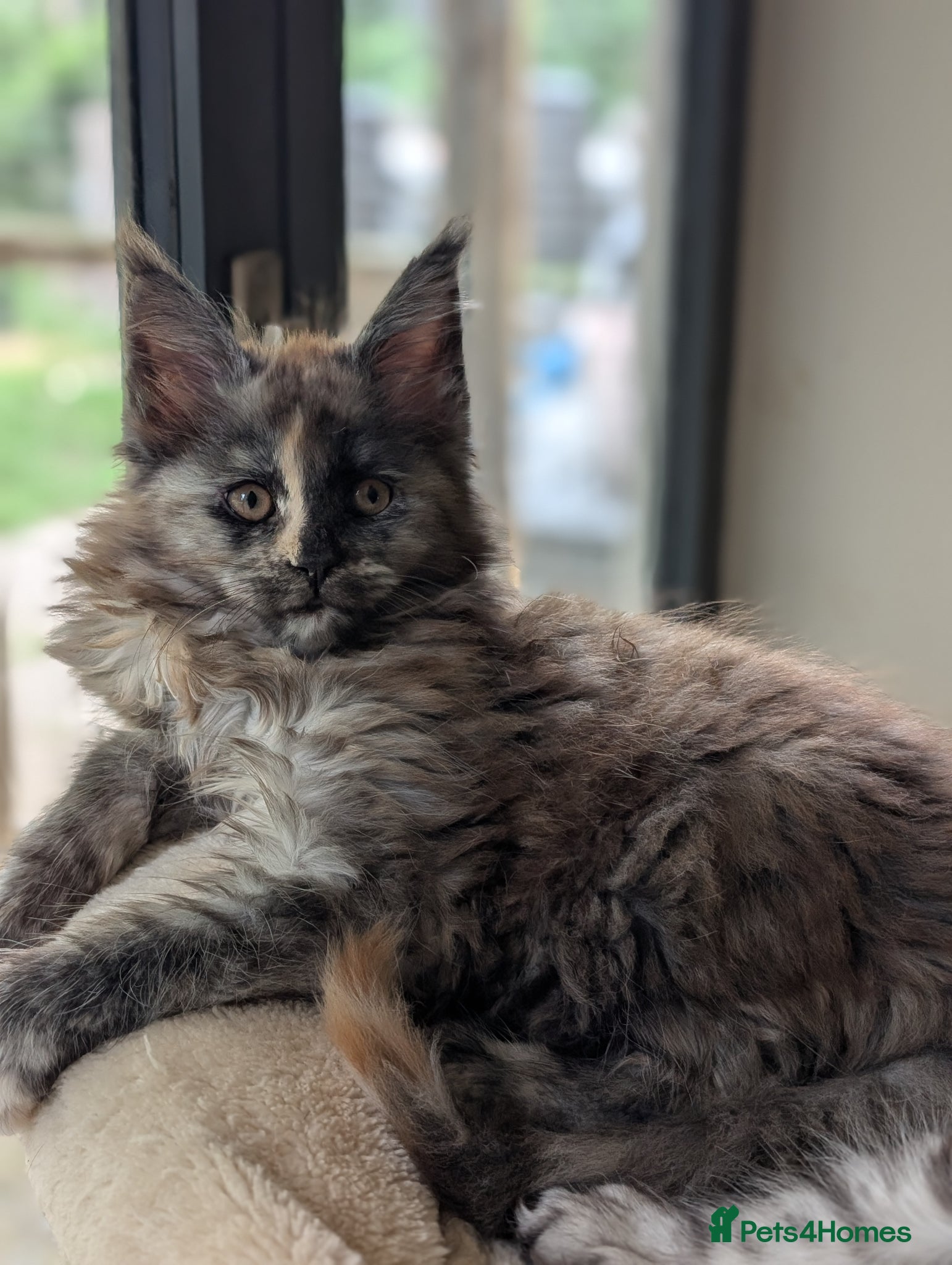 Maine Coon cats Ready soon. Tica Registered Maine coon Kittens  - Advert 1