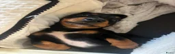 Miniature Dachshund dogs for sale: Female miniature dachshund  in Plymouth - Advert 4