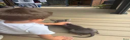 Miniature Pinscher dogs for sale: Miniature pincher puppy girl  in Milton Keynes - Advert 5