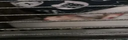 Rat rodents for sale: 4 female rats in Sheffield - Advert 3