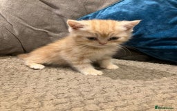 Exotic cats for sale: Pure bred exotic kittens for sale - Image 3