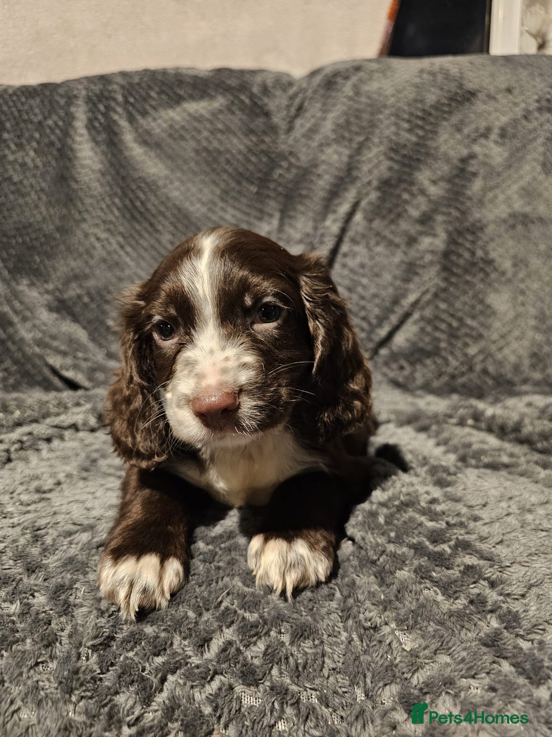 Cocker Spaniel dogs for sale: Cocker spaniels puppy's  - Advert 15