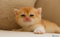 British Shorthair cats for sale: Golden British Shorthair Kitten - Reg & Licensed - Image 6