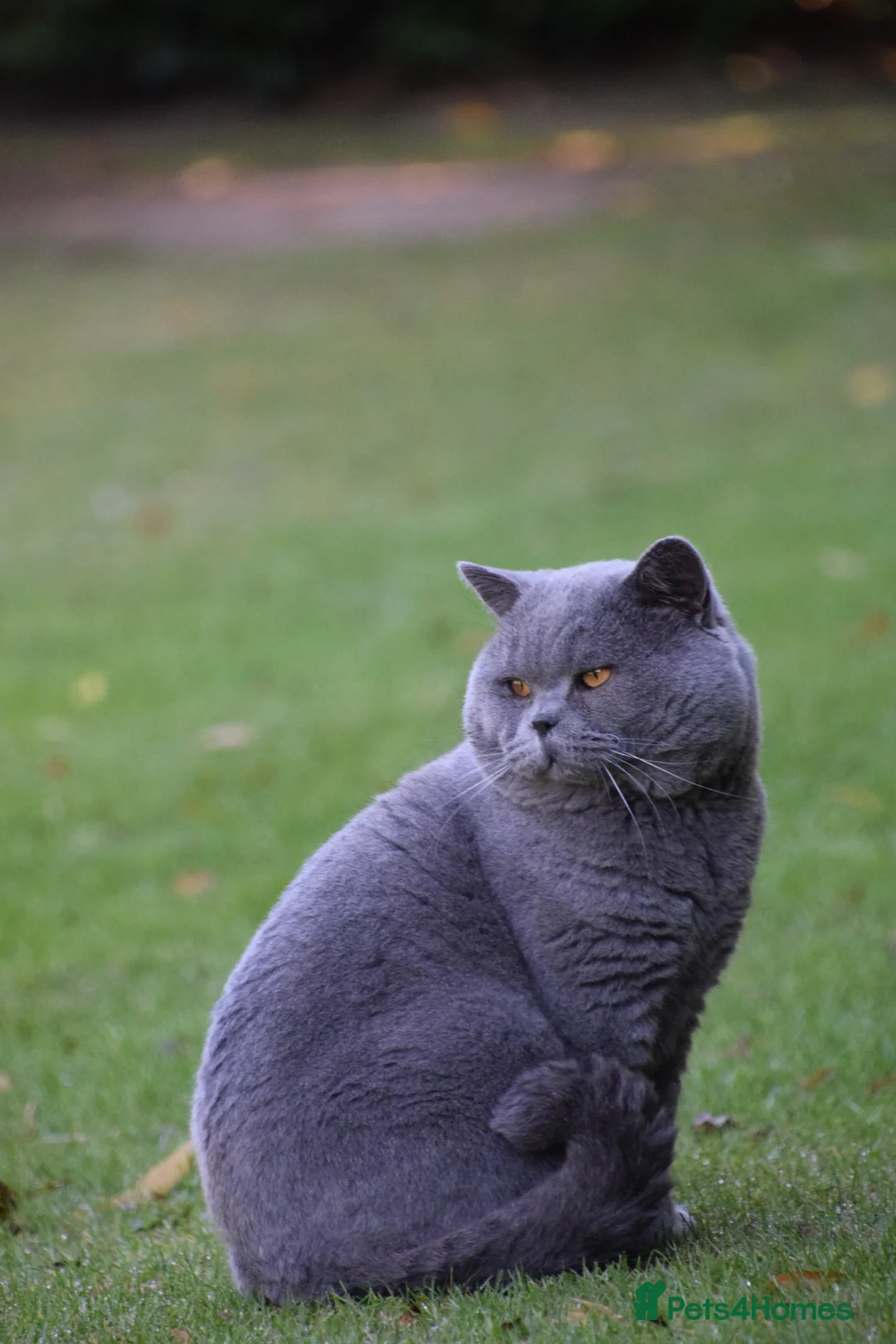 British Shorthair cats for sale: British Blue Shorthair kittens, 2 girls! - Advert 9