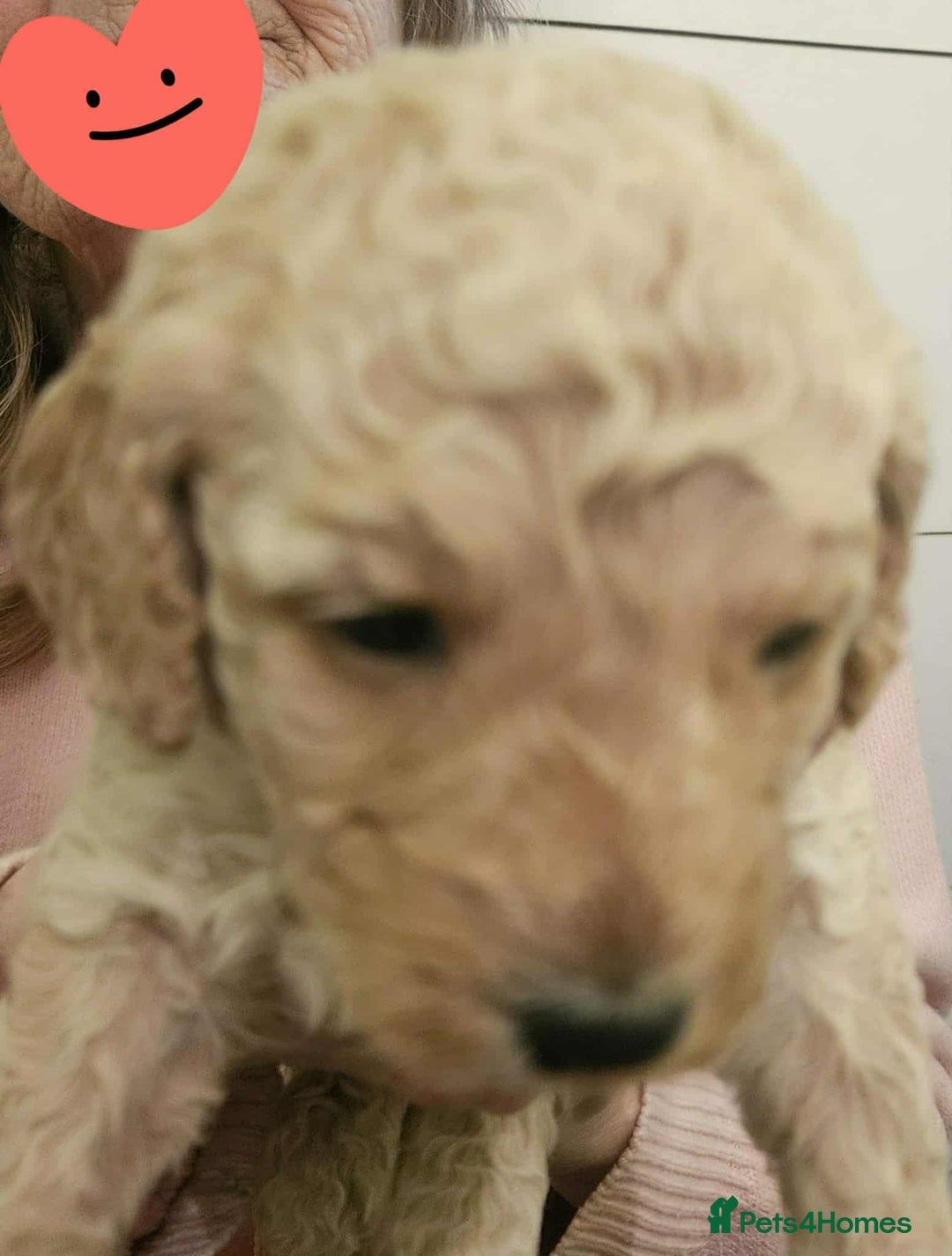 Poodle dogs for sale: miniature poodle puppies for sale (READY NOW ) - Advert 6