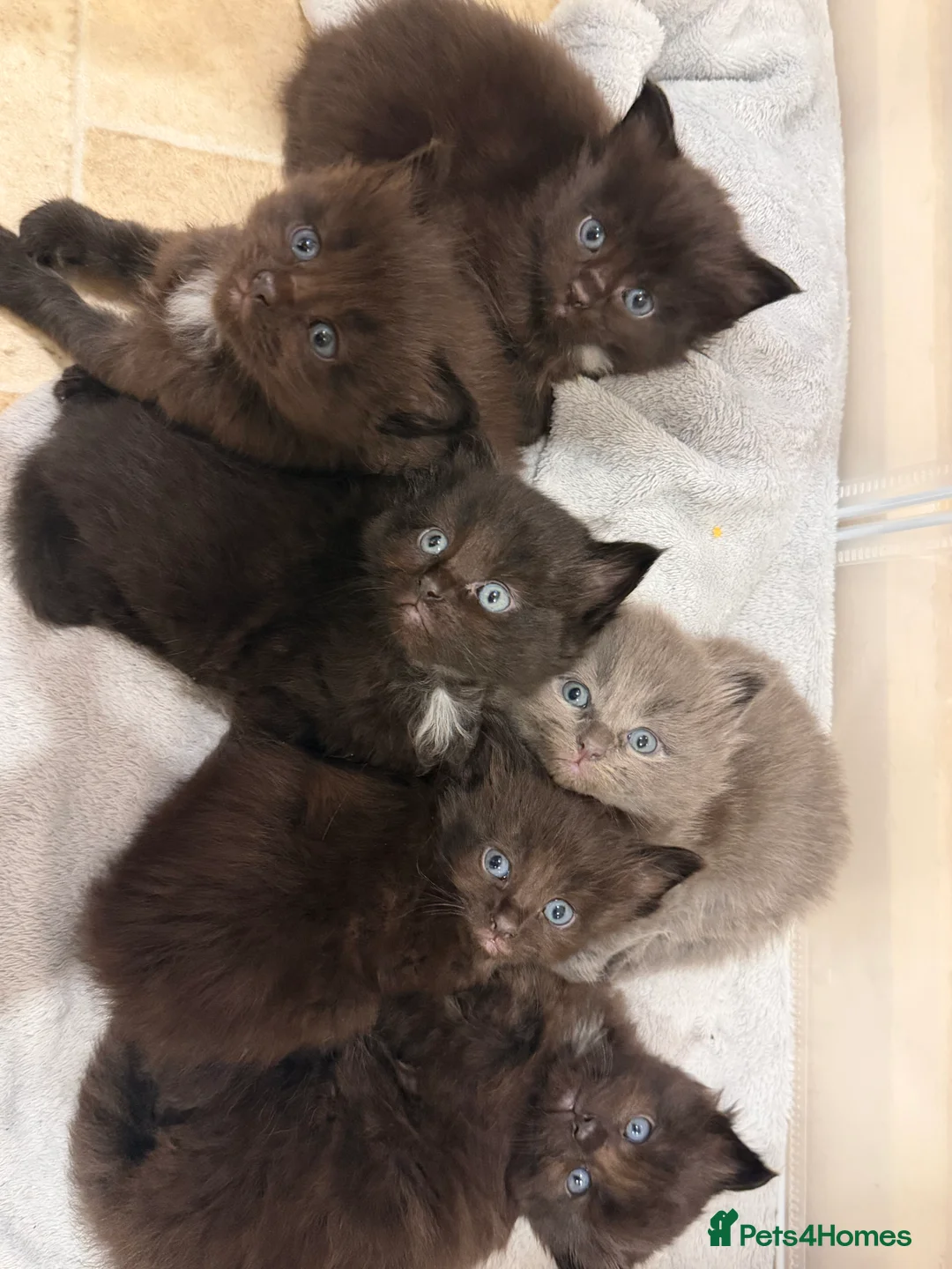 Ragdoll cats for sale: Ragdoll maincoon cross - Advert 1