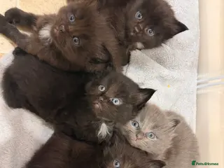 Ragdoll cats Ragdoll maincoon cross - Advert 16