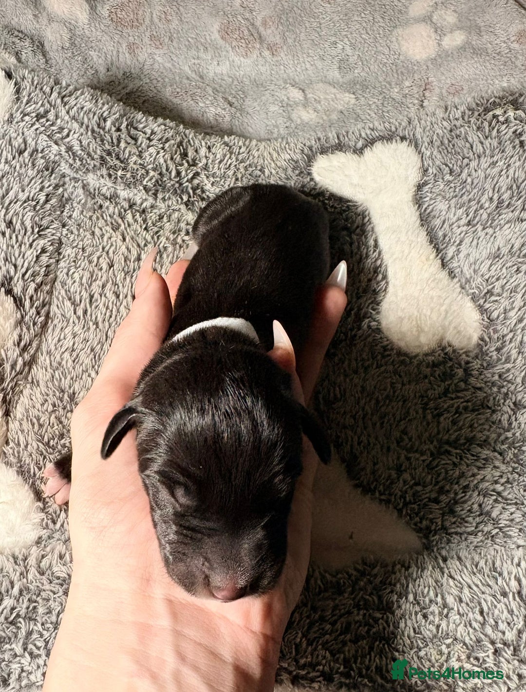 Great Dane dogs for sale: 12x healthy Great Dane puppies - Advert 2