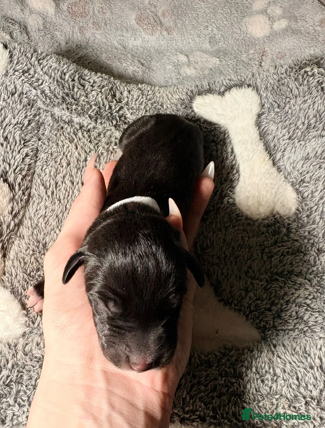 Great Dane dogs for sale: *** Only 3 remaining *** Great Dane puppies - Advert 11