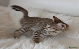 Savannah cats for sale: Stunning  Savannahs - Image 19