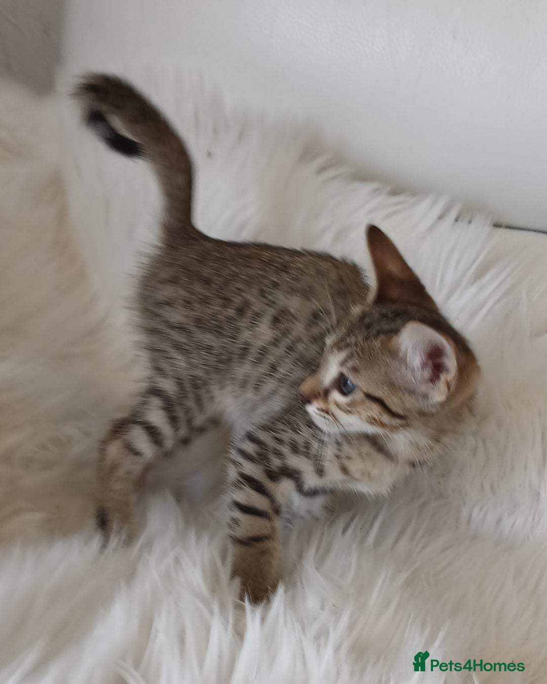Savannah cats for sale: Stunning  Savannahs - Image 19