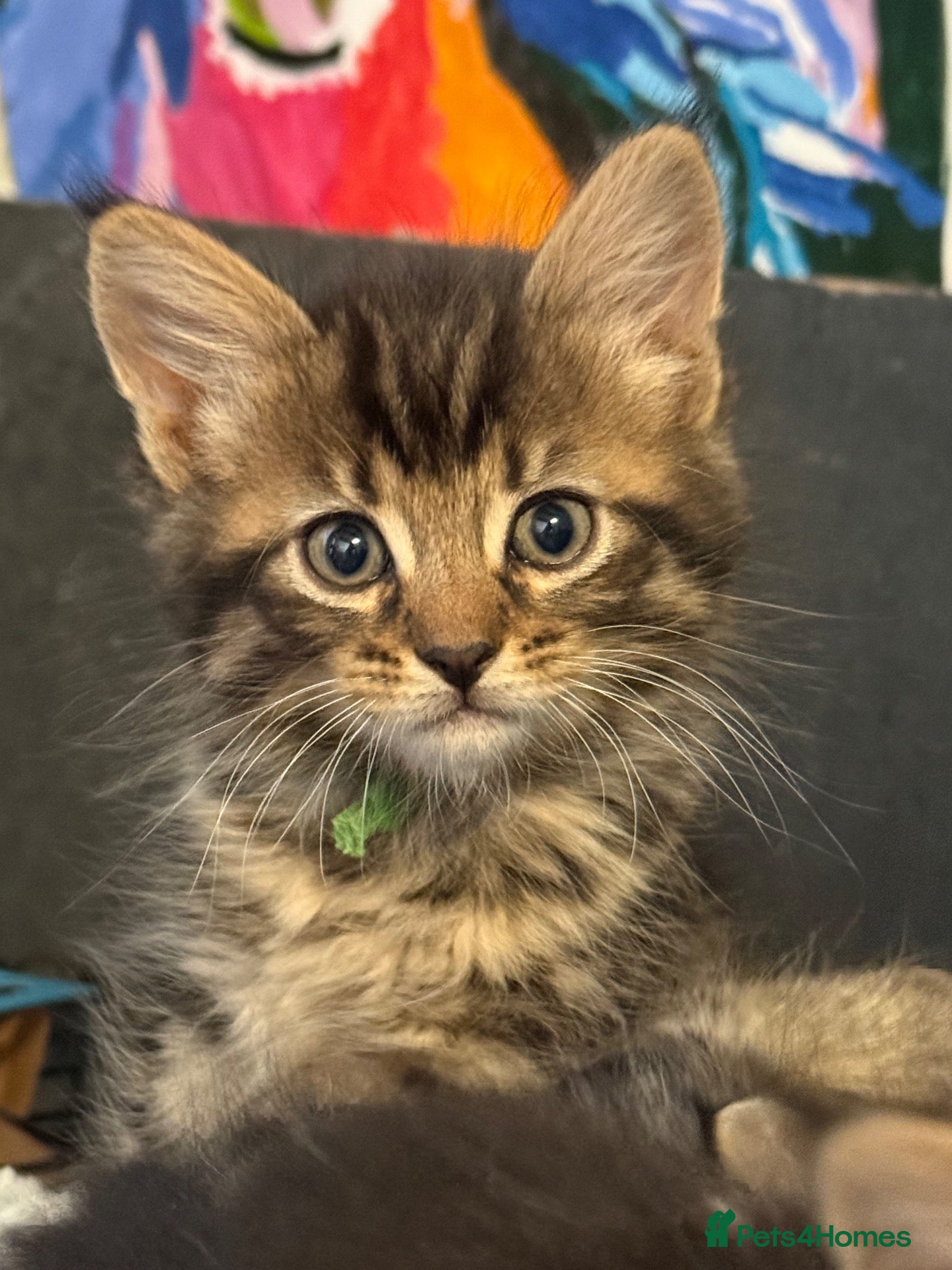 Mixed Breed cats Male kitten, suspected Maine coon cross - Advert 6