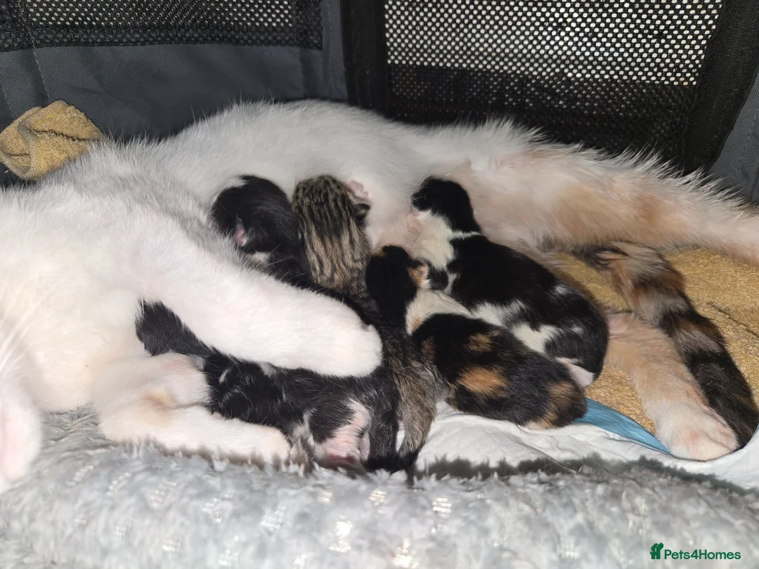 Mixed Breed cats for sale: KITTENS BORN 21ST APRIL - Advert 1