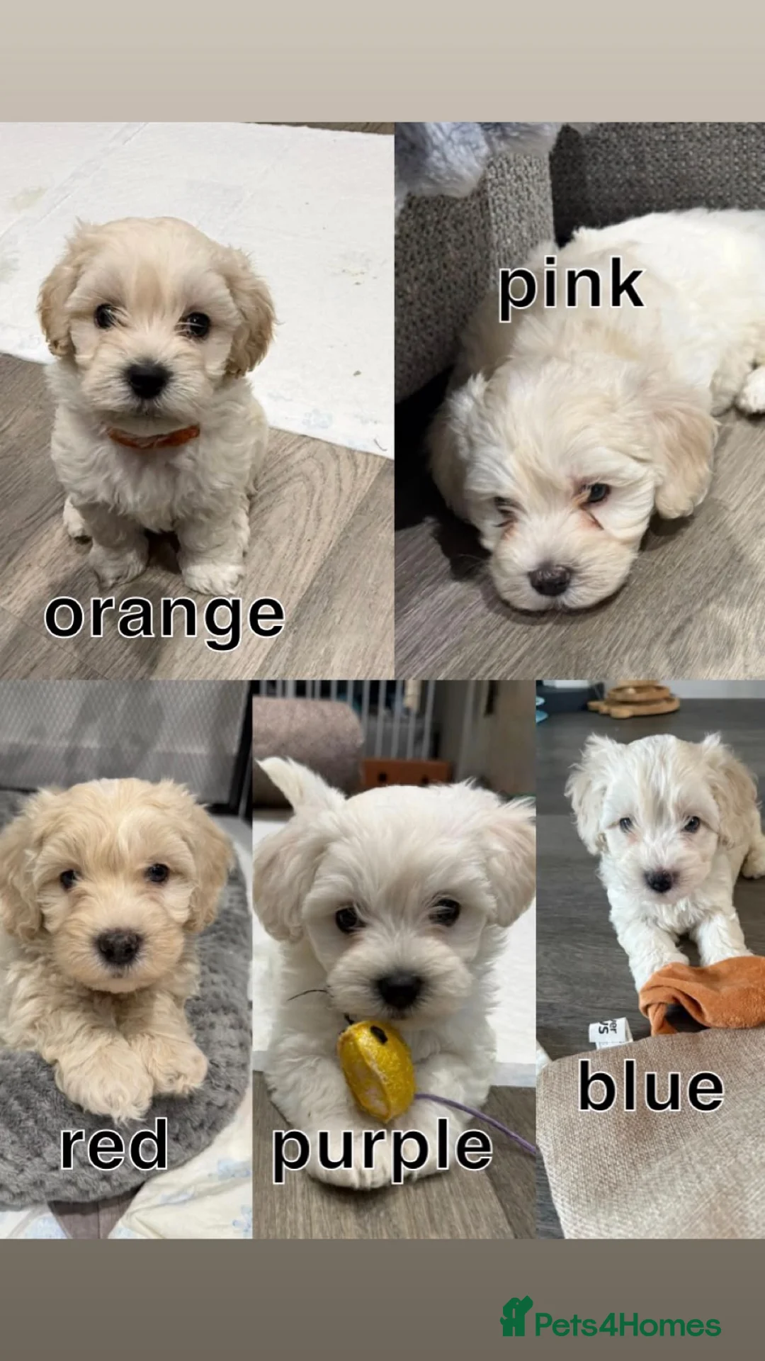 Maltipoo dogs for sale: Stunning Maltipoo Puppies  - Advert 1