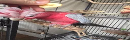Cockatoo birds for sale: Galah Cockatoo  in Goole - Advert 6
