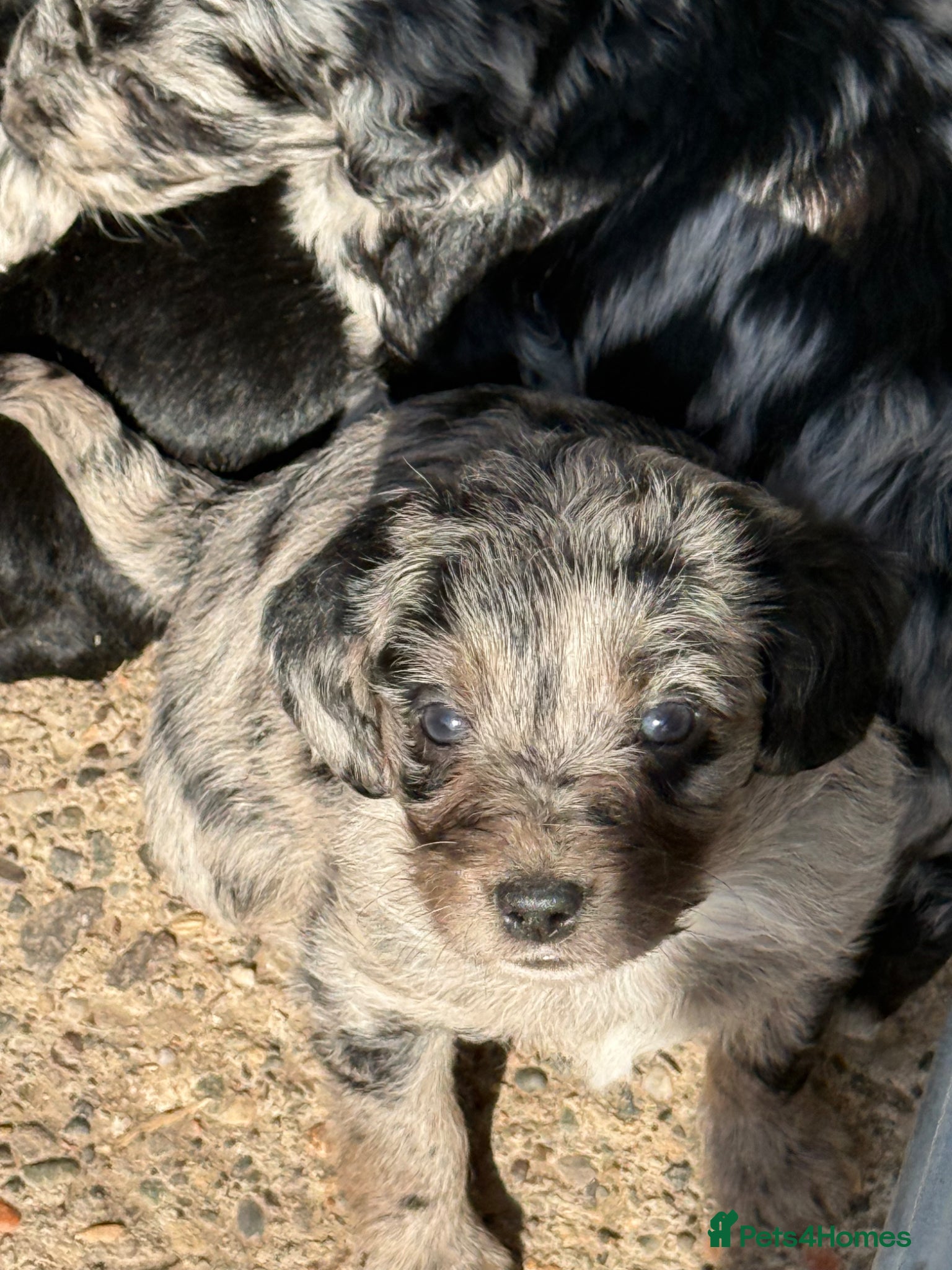 Labradoodle dogs Cracking F1 Labradoodles.  - Advert 11