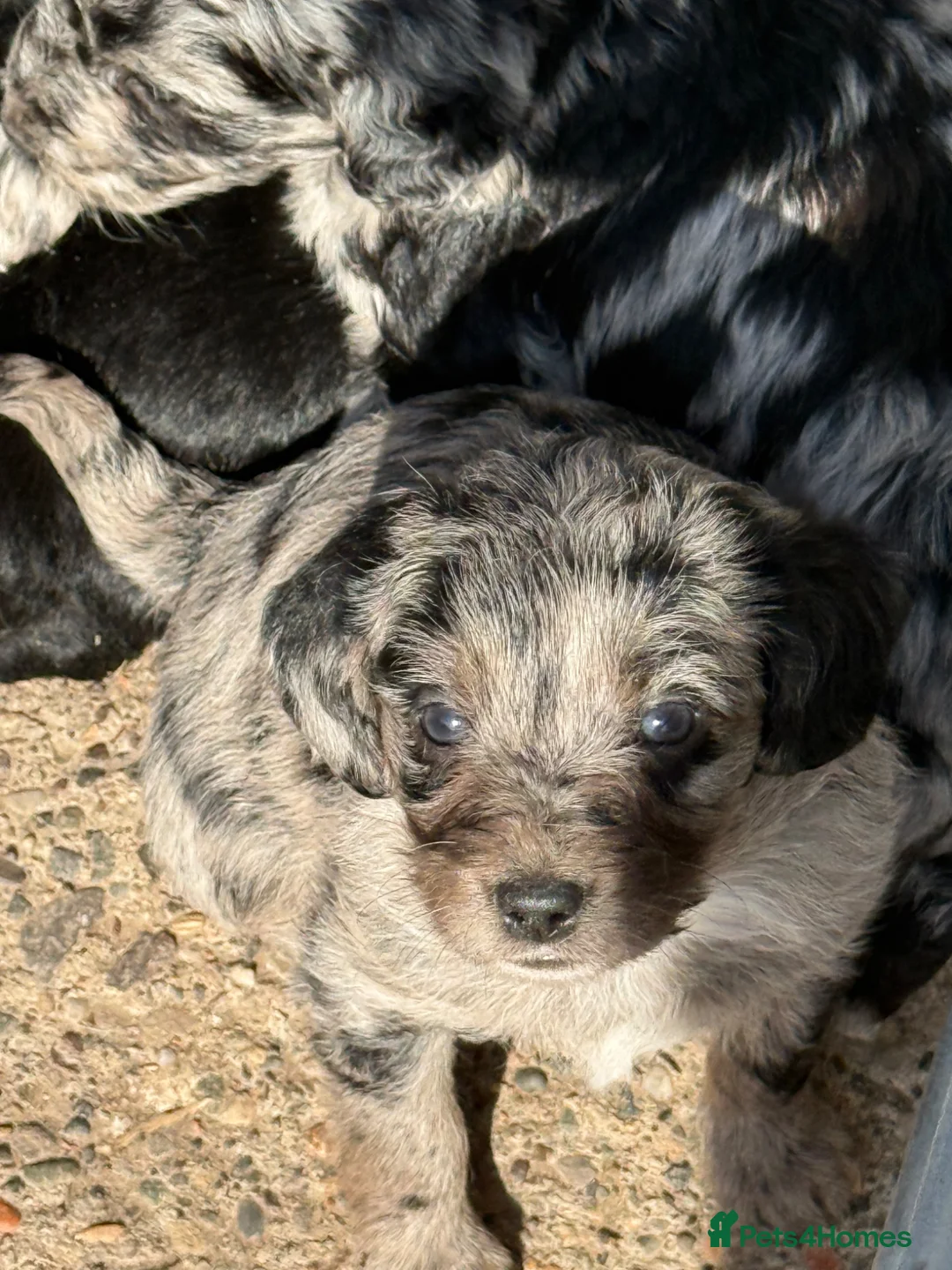 Labradoodle dogs for sale: Cracking F1 Miniature Labradoodles.  - Advert 2