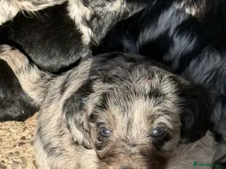 Labradoodle dogs Cracking F1 Labradoodles. - Advert 11