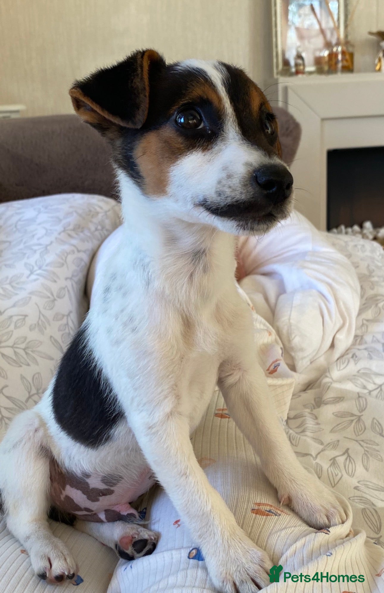 Jack Russell dogs 6 Lovley Jack Russel pups  - Advert 2