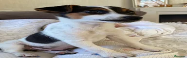 Jack Russell 1