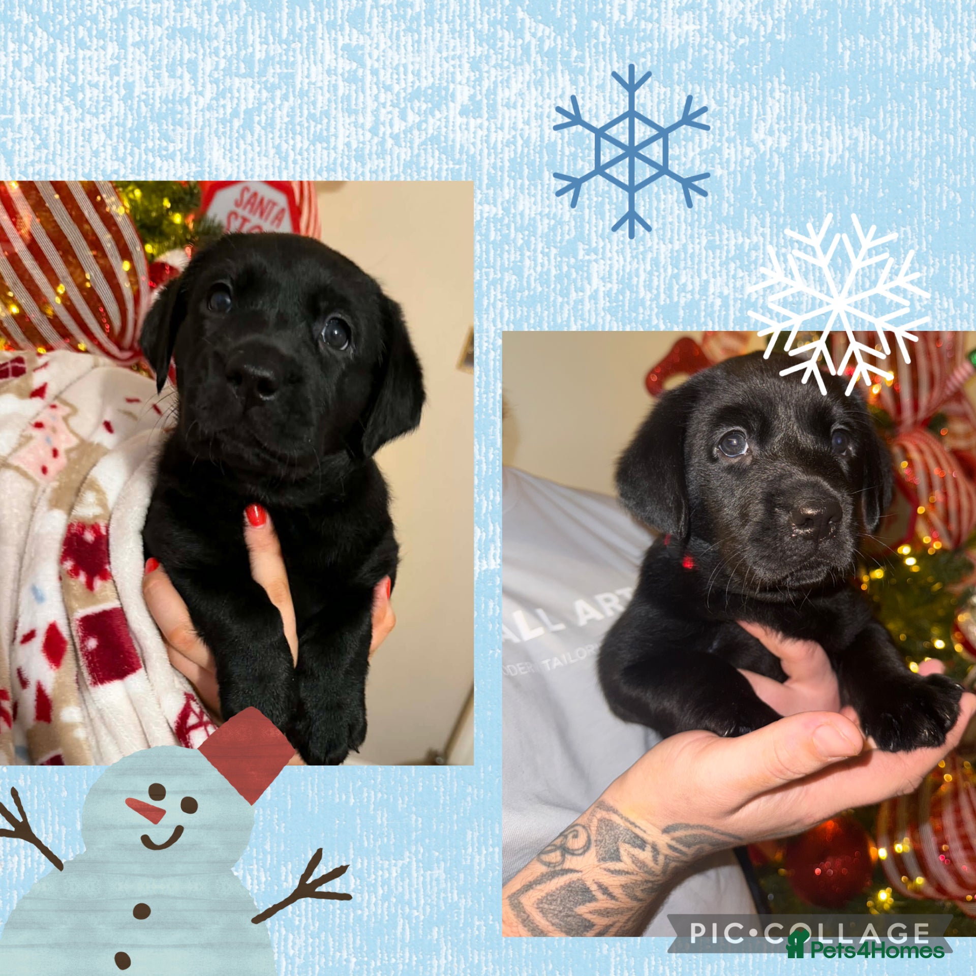 Labrador Retriever dogs (REDUCED LAST BOY ) KC registered Labradors  - Advert 2