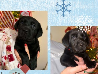 Labrador Retriever dogs KC registered Labradors - Advert 12