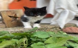 Mixed Breed cats for sale: Kittens for sale  - Image 29